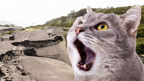 地震が起きたらどこに逃げる 家 - そして、なぜ猫はいつも安全な場所を知っているのか？