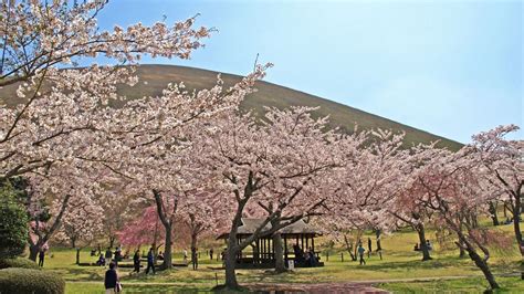 さくらの郷 幕張 〜桜と都市の融合を考える〜