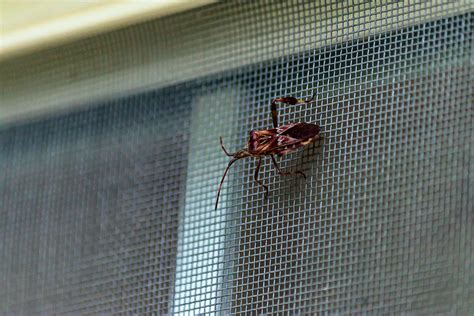 窓を閉めても虫が入ってくる、それでも私たちは窓を開け続ける